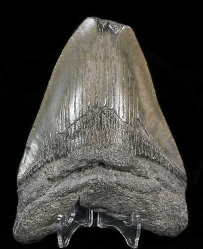 Bargain Megalodon Tooth - South Carolina #39933